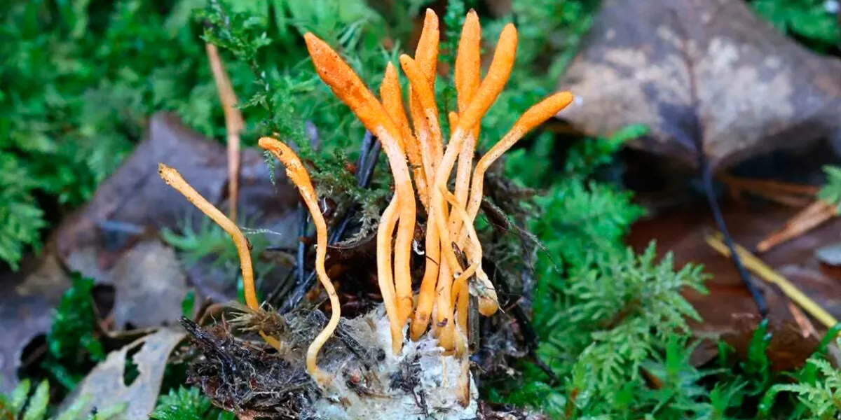 ‘Cordyceps mexicana’: descubren en México un nuevo hongo con potencial médico y ecológico