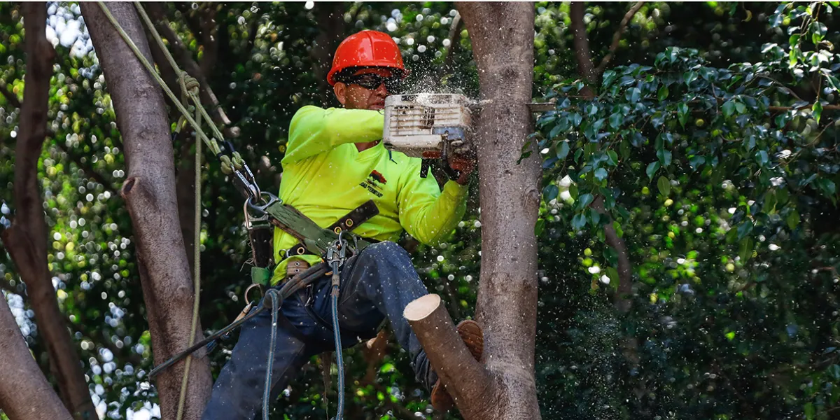 Ayuntamiento de Puebla retira 892 árboles en riesgo por lluvias y refuerza acciones de prevención