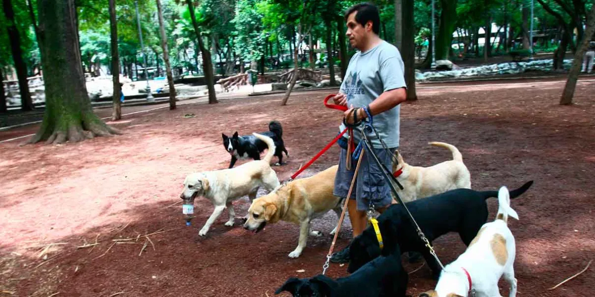 El auge del oficio de pasear perros en la CDMX