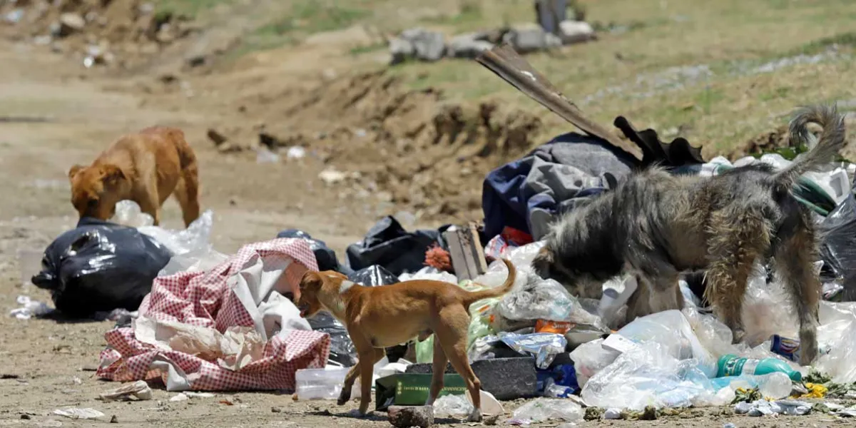 Puebla debe contar con padrón de agresores de animales