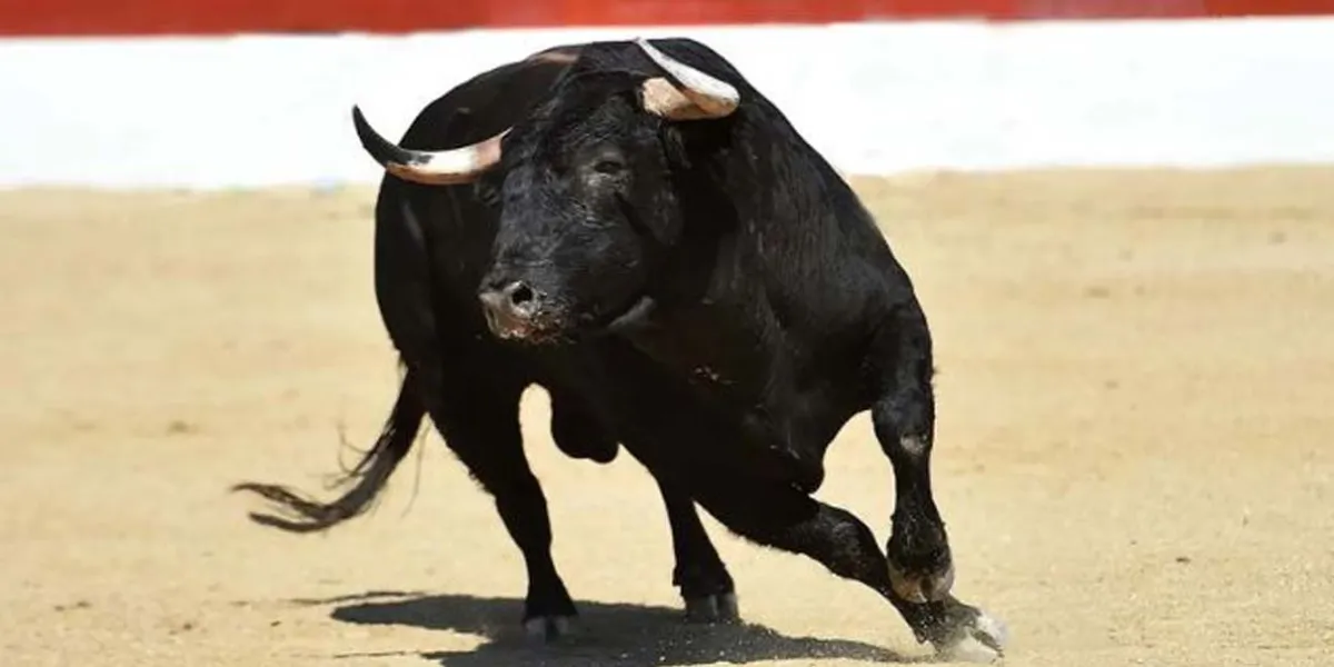 Cancelan corridas de toros y cerdito encebado en fiestas patronales en San Andrés Cholula y Tlachichuca
