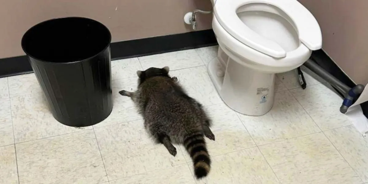  Se puso hasta las rayas: mapache borracho termina en baño de licorería