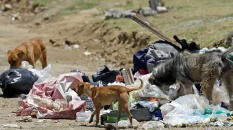 Puebla debe contar con padrón de agresores de animales