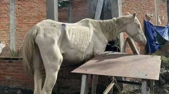 Caballo en huesos desata crisis en Atlixco; activistas exigen actuar ya