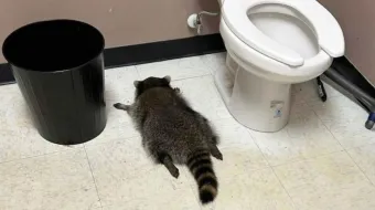  Se puso hasta las rayas: mapache borracho termina en baño de licorería