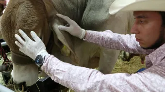 Puebla se consolida como referente nacional en el manejo del gusano barrenador con vigilancia 24/7
