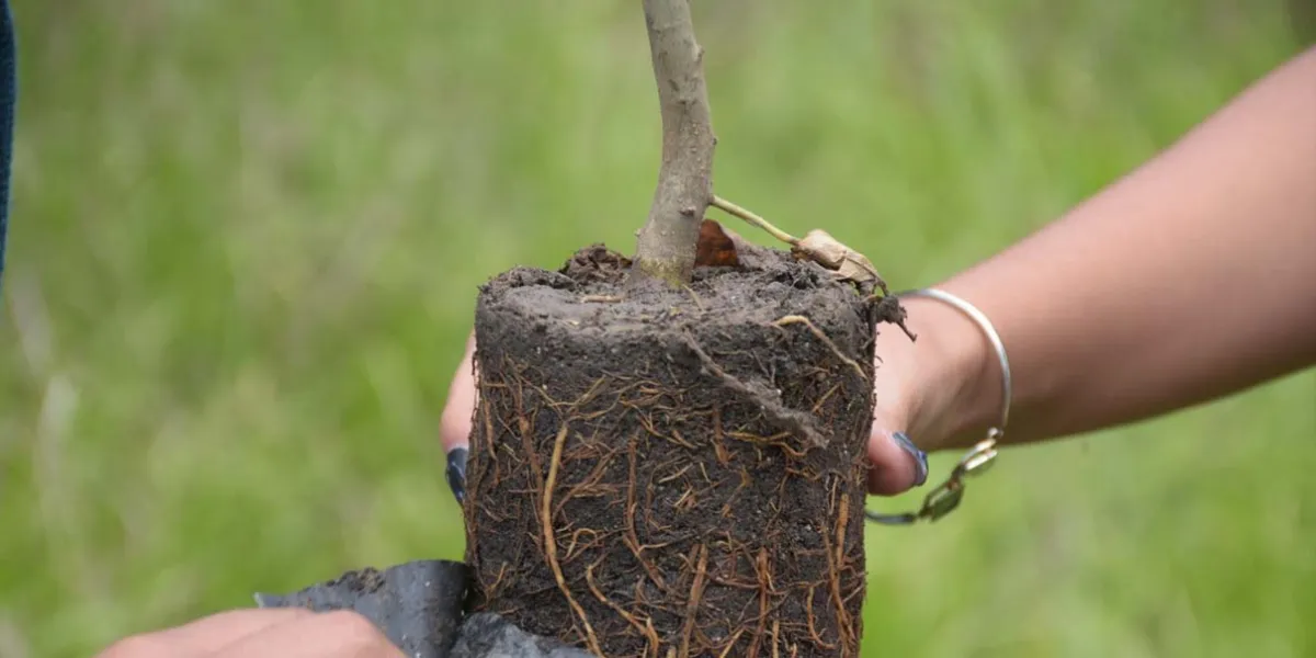 Reforestación en Puebla programa “Raíces del Futuro” fortalece medio ambiente