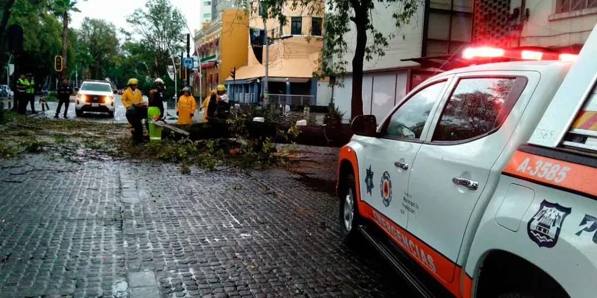 Chubasco con viento castigó la capital poblana; un árbol cayó en la avenida Juárez