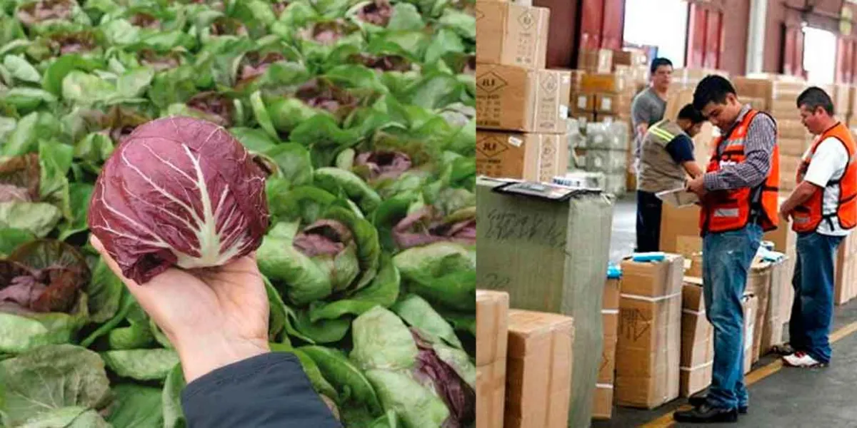 EE.UU. devuelve cargamento de radicchio mexicano por plaga de “salta hojas” Osbornellus salsus