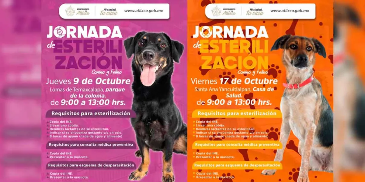 En Atlixco impulsan jornadas gratuitas de esterilización y atención médica animal