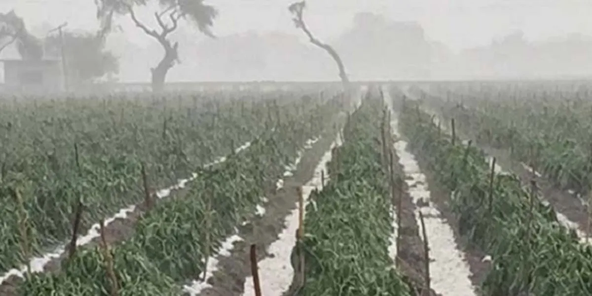 Fuertes lluvias dañan cultivos y ganadería en Puebla