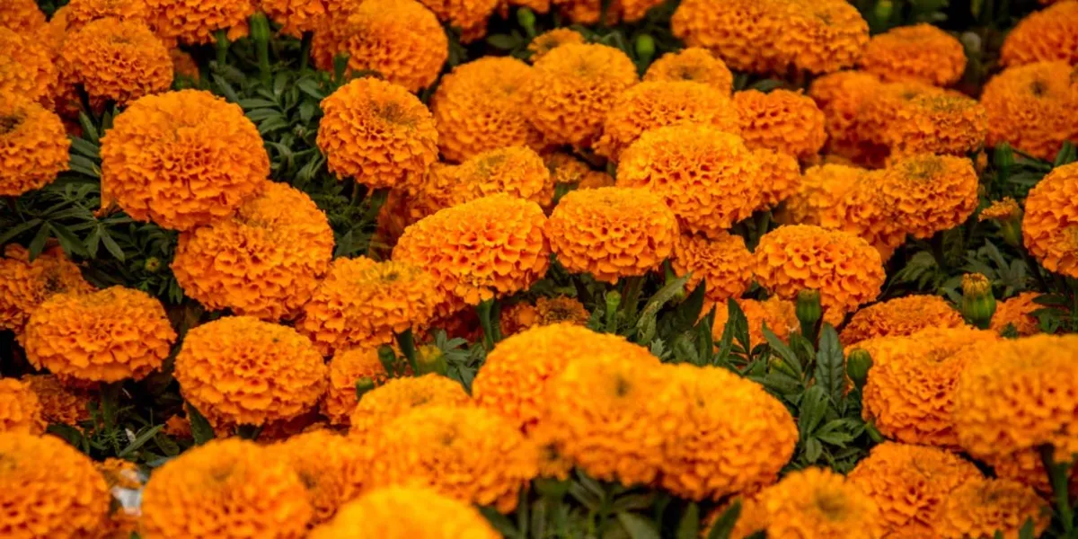Por venta de flor de Cempasúchil Puebla captará 40 mdp