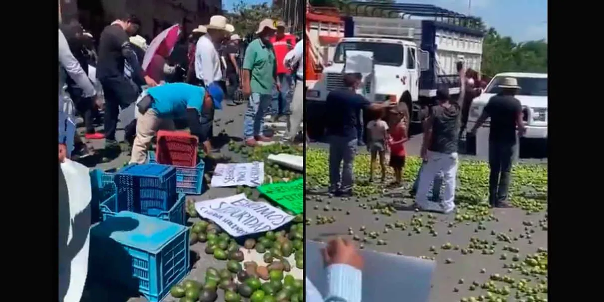 VIDEOS. Productores de limón y aguacate tiran sus cosechas en Michoacán por bajos precios y falta de apoyos