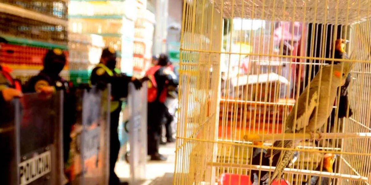 Prohíben venta de animales en el Mercado de Sonora: fallo judicial marca un precedente histórico en defensa de los seres sintientes