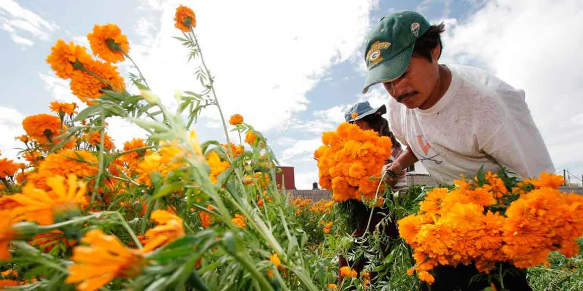 Puebla líder en producción de cempasúchil y terciopelo; concentra el 72% nacional