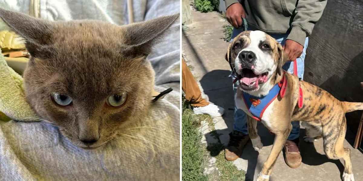 Puebla promueve cuidado responsable de mascotas con Jornadas de Protección Animal