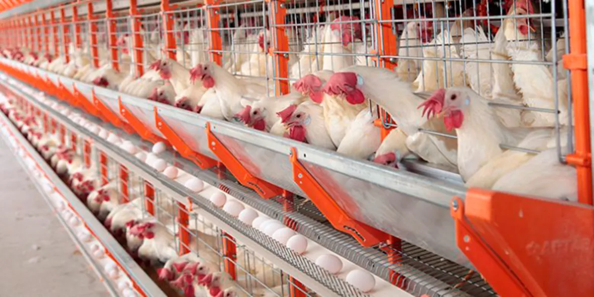 Puebla se consolida como potencia avícola: produce más de 561 millones de huevos al mes