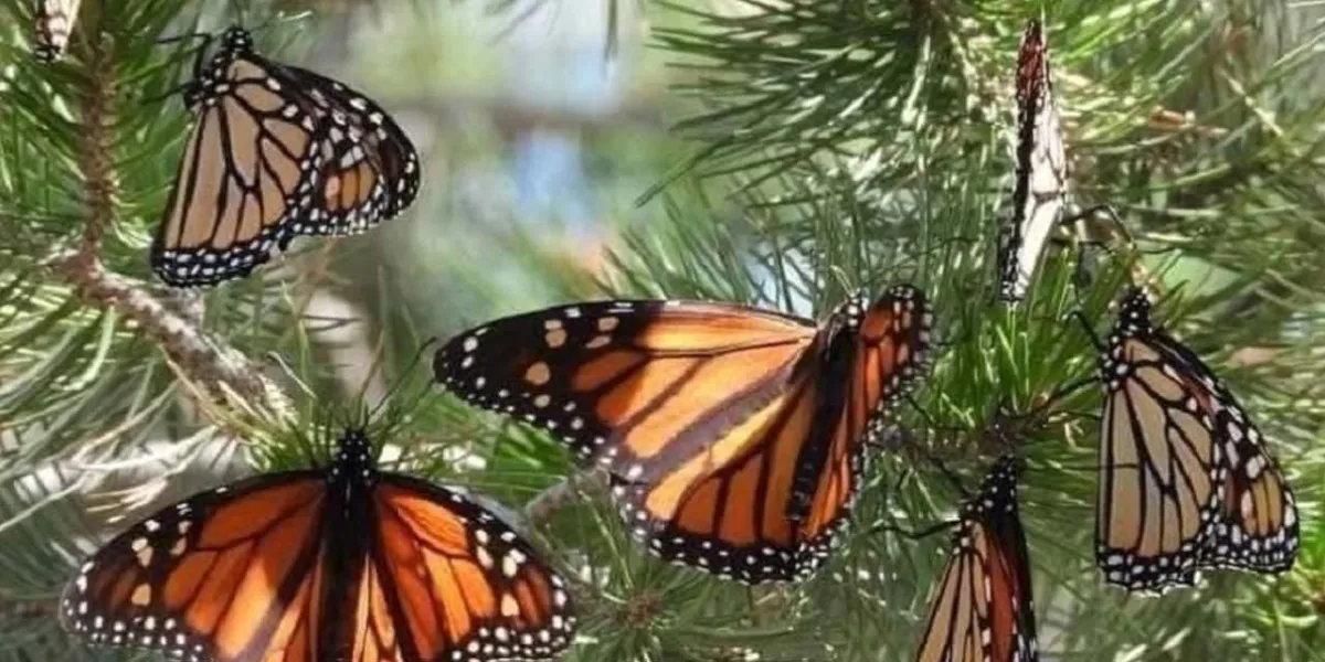 Llega a Michoacán la primera mariposa monarca rastreada por satélite