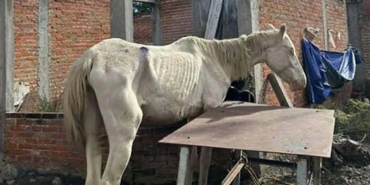 Caballo en huesos desata crisis en Atlixco; activistas exigen actuar ya