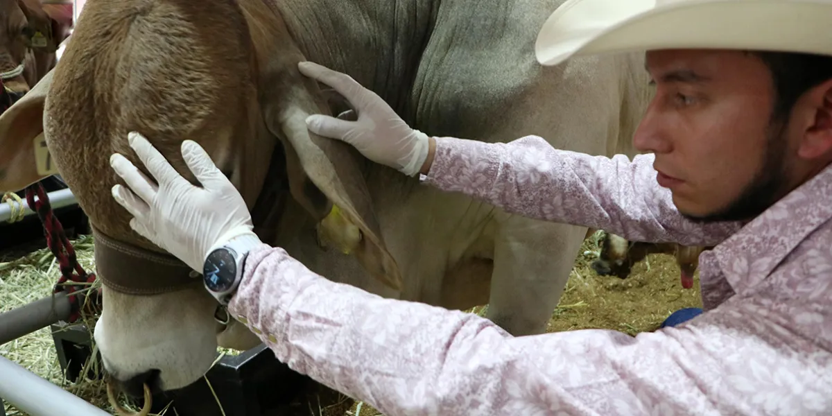 Puebla se consolida como referente nacional en el manejo del gusano barrenador con vigilancia 24/7